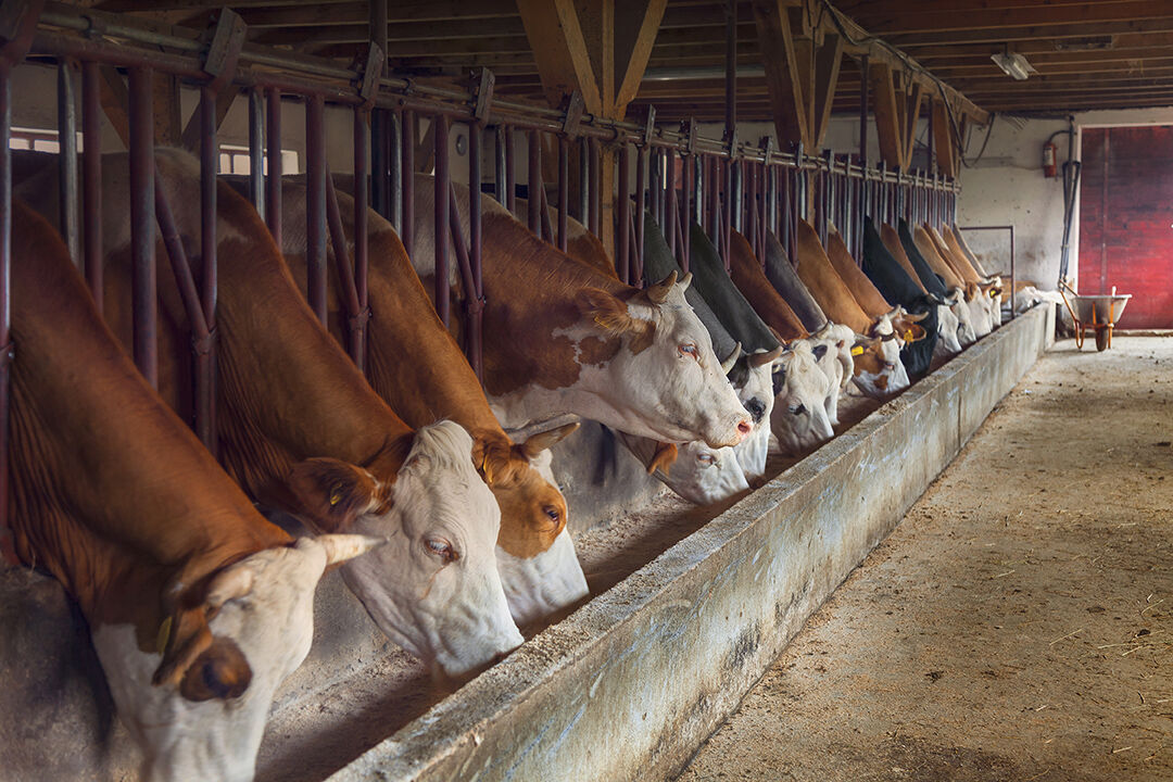 Herefords feed at trough